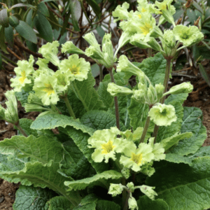 Light yellow primrose flowers with green leaves in a garden.